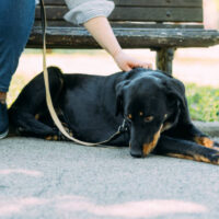Important Reminder: Village of Jerome Pet Ordinance