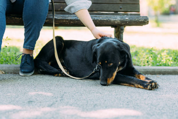 Important Reminder: Village of Jerome Pet Ordinance