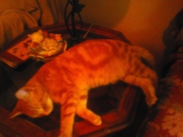 MISSING PET!!!