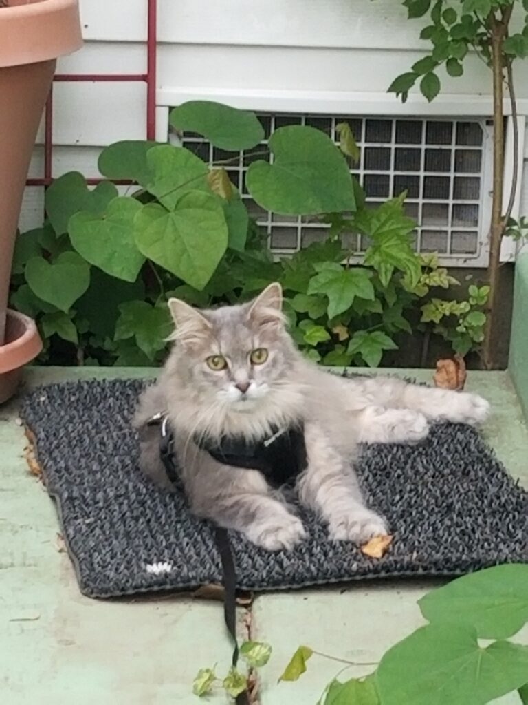 Polli