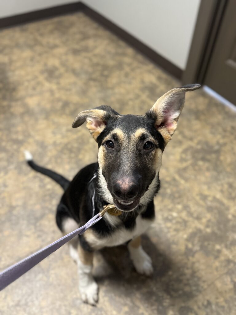 Nova