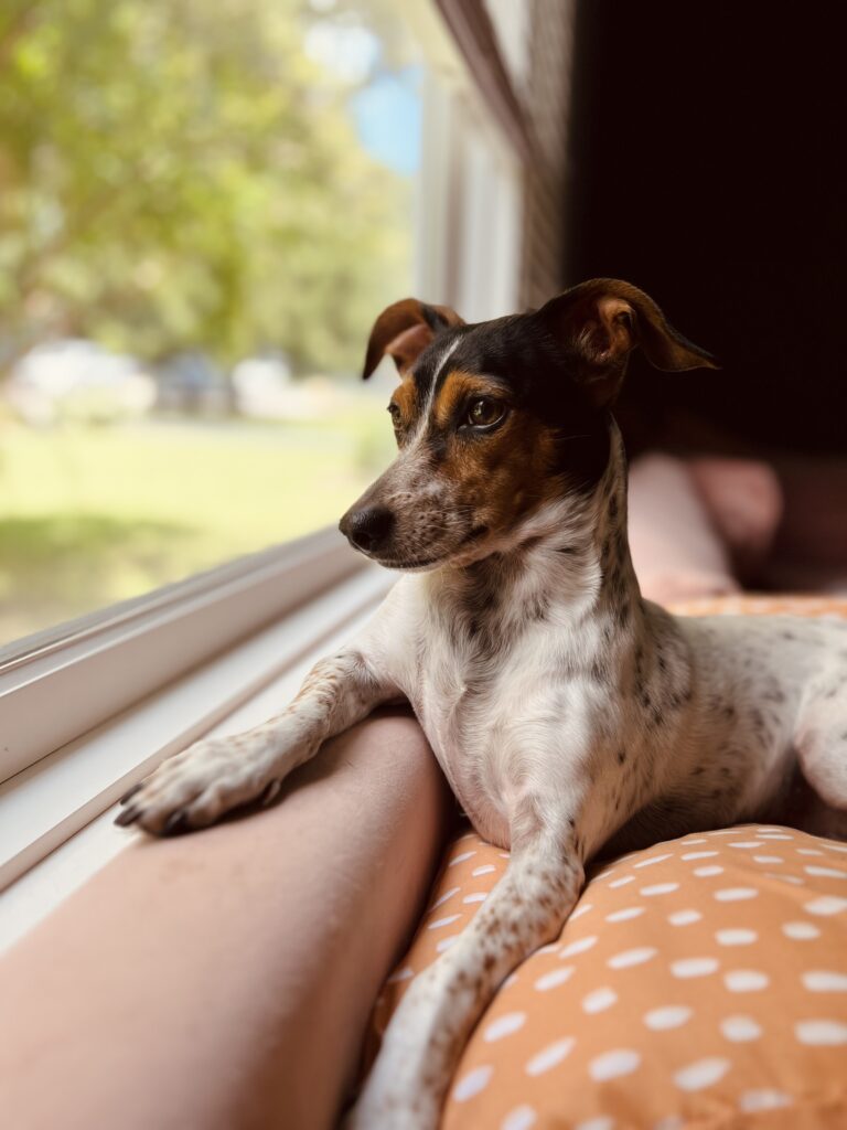 Tallulah